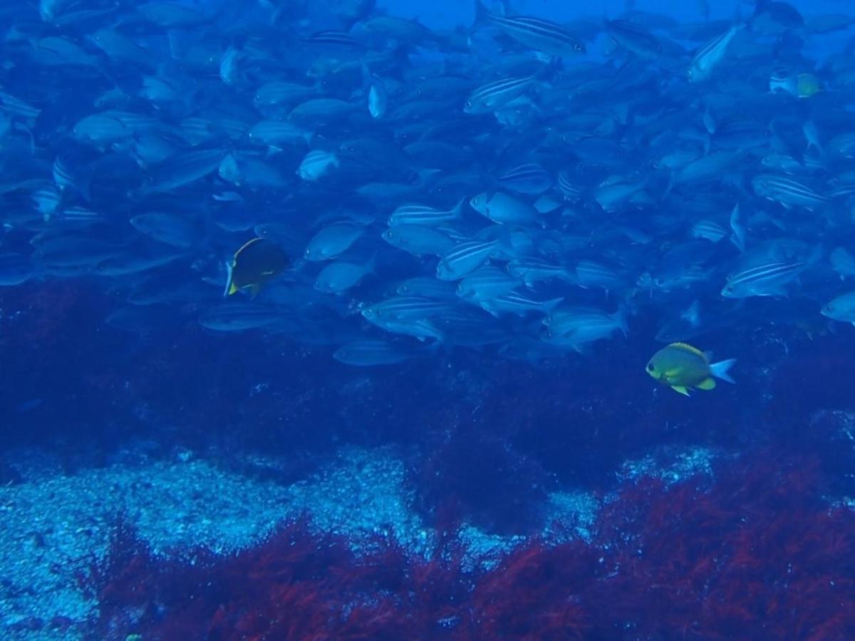 癒楽 伊豆大島 Vandrehjem Eksteriør billede