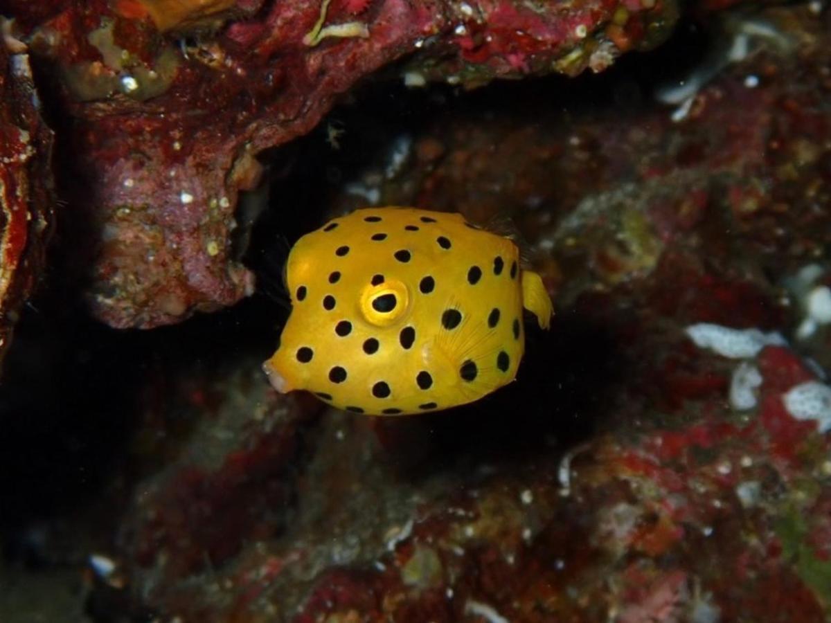 癒楽 伊豆大島 Vandrehjem Eksteriør billede